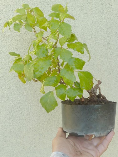 Grape ivy cissus alata - grape,