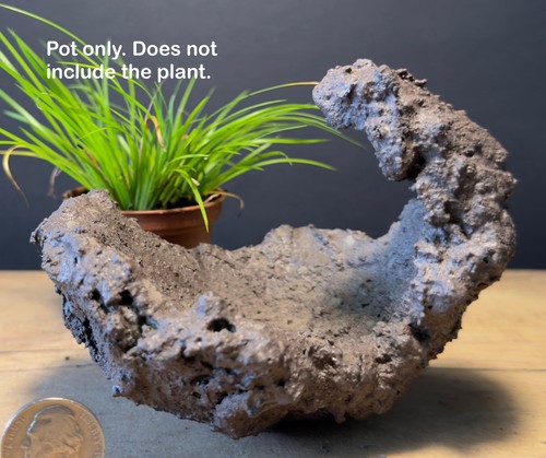Bonsai kurama style mame - mame, pot