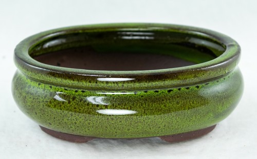 Oval mame shohin bonsai - oval,
